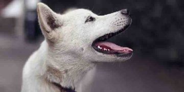 താറാവ്, പന്നിയിറച്ചി, ടർക്കി ട്രീറ്റുകൾ, ഐസ്‌ക്രീം; നായ്ക്കൾക്ക് ഭക്ഷണം കഴിക്കാൻ കഫെ