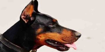 പാർക്കിൽ കളിക്കാനെത്തിയ അഞ്ച് വയസ്സുകാരിയെ കടിച്ചുകീറി നായ; അമ്പത് സ്റ്റിച്ച്