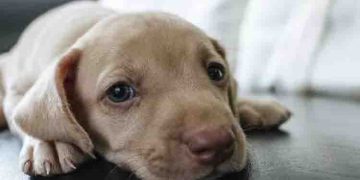 നായക്കുട്ടിയെ തലകീഴായി തൂക്കിപ്പിടിച്ചും, ആട്ടിയും യുവതിയും യുവാവും, വീഡിയോ വൈറൽ, രോഷം