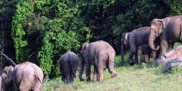 ഇടുക്കി മാങ്കുളത്ത് ആദിവാസി കോളനിക്ക് സമീപമുള്ള കിണറ്റിൽ കാട്ടാനയെ ചരിഞ്ഞ നിലയില്‍ കണ്ടെത്തി
