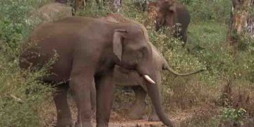 ധോണിയിൽ ജനവാസ മേഖലയിൽ വീണ്ടും കാട്ടാനയിറങ്ങി