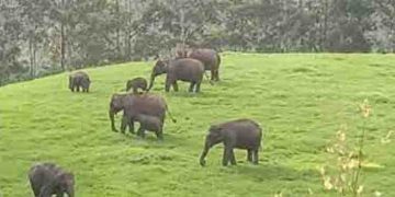 ആന, പുലി, കടുവ, കണ്ടാമൃഗം തുടങ്ങി വന്യമൃഗങ്ങളുടെ എണ്ണം പെരുകുന്നു; കണക്കുമായി കേന്ദ്രമന്ത്രി