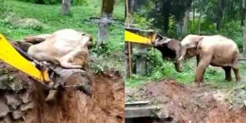 കുഴിയില്‍ നിന്ന് തള്ളിക്കയറ്റിയ ജെസിബി കയ്യുമായി കൊമ്പ് കോര്‍ത്ത് കാട്ടാന, പടക്കം പൊട്ടിച്ച് വനപാലകര്‍