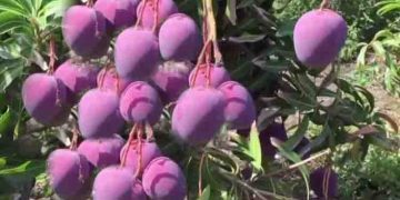 ലക്ഷങ്ങൾ വിലവരുന്ന ജാപ്പനീസ് മിയാസാക്കി, മാമ്പഴം വൻതോതിൽ കൃഷി ചെയ്യാൻ ഇന്ത്യയും…