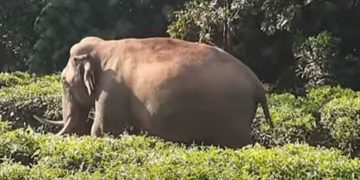 പടയപ്പ വീണ്ടും നാട്ടിലിറങ്ങി; കടലാറിൽ റേഷൻകട തകർത്തു