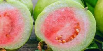 പേരക്ക കഴിക്കുന്നത് വയറിന് നല്ലതോ? വയറിന്‍റെ ആരോഗ്യം മെച്ചപ്പെടുത്താൻ കഴിക്കേണ്ടത് എന്തെല്ലാം?