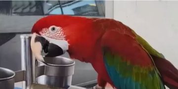 തത്തയുടെ ‘ദുഷ്’പ്രവർത്തിക്ക് ഉടമക്ക് 74 ലക്ഷം രൂപ പിഴയും രണ്ട് മാസം തടവും; സംഭവം തയ്‍വാനിൽ