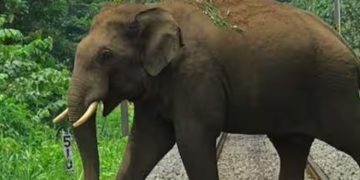 സെപ്റ്റിക് ടാങ്കിൽ വീണ് ആന ചരിഞ്ഞു