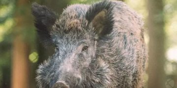 കാട്ടുപന്നിയുടെ ആക്രമണത്തിൽ മകളെ രക്ഷിക്കുന്നതിനിടെ അമ്മക്ക് ദാരുണാന്ത്യം