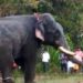 കൊടുങ്ങല്ലൂരിൽ ക്ഷേത്രോത്സവത്തിനിടെ ആനയിടഞ്ഞു