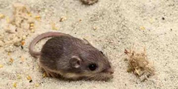 ഒമ്പത് വയസ്, ലോകത്തിലെ ഏറ്റവും പ്രായം കൂടിയ എലി, ​ലോക റെക്കോർഡുമായി പാറ്റ്