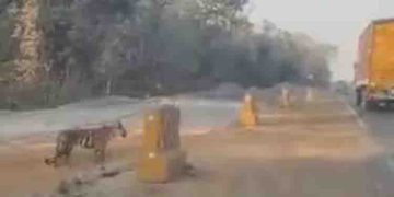 തിരക്കേറിയ ഹൈവെ കടക്കാന്‍, വാഹനങ്ങള്‍ പോകുന്നത് വരെ കാത്ത് നില്‍ക്കുന്ന കടുവ; വീഡിയോ!