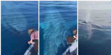 ബോട്ടിനടിയിലൂടെ നീന്തുന്ന നീലത്തിമിംഗിലം; അതിശയിപ്പിക്കുന്നതും മനോഹരവുമായ ഒരു കാഴ്ച