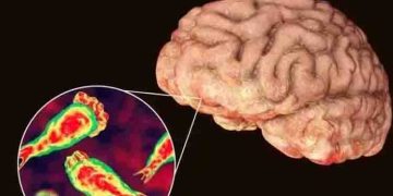 തലച്ചോര്‍ ഭക്ഷിക്കുന്ന അമീബ ; ഒരു മരണം, എന്താണ് നെഗ്ലേരിയ ഫൗലേരി?