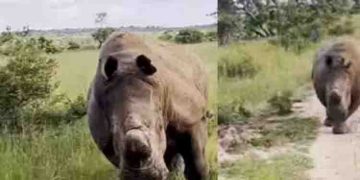 ഒരു കിലോമീറ്ററോളം വാഹനത്തിനു പിന്നാലെ പാഞ്ഞ് കാണ്ടാമൃഗം, ഭയന്നുവിറച്ച് സഞ്ചാരികൾ; വീഡിയോ വൈറല്‍