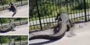 ‘ഇതൊക്കെ എന്ത്?’; ഇരുമ്പ് വേലി നിഷ്പ്രയാസം പൊളിച്ച് കളയുന്ന മുതലയുടെ വീഡിയോ വൈറല്‍!