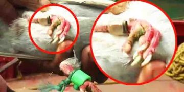 കാലിൽ ക്യാമറയും ചിപ്പും, ചിറകിനടിയിൽ അജ്ഞാതമായ ഭാഷയിലെഴുതിയ കുറിപ്പ്; പ്രാവിന്‍റെ പിന്നിലെ രഹസ്യം തേടി പൊലീസ്