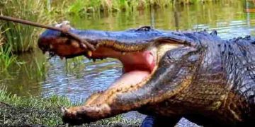 മൃഗശാലയില്‍ നിന്ന് കാണാതായ മുതലയെ 20 വര്‍ഷത്തിന് ശേഷം കണ്ടെത്തി