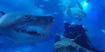 സ്രാവുകൾക്ക് തൊട്ടടുത്ത് ഡൈവർമാർ, അതിവേ​ഗം വൈറലായ വീഡിയോയ്‍ക്ക് പിന്നിൽ…