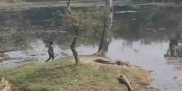 മദ്യപിച്ച് ഒരു കൂസലുമില്ലാതെ മുതലകൾക്ക് നേരെ നടന്നടുക്കുന്ന മനുഷ്യൻ, പിന്നെ സംഭവിച്ചത്, വൈറലായി വീഡിയോ