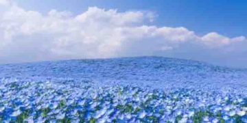 ‘സ്വർഗ്ഗത്തിലെ പൂക്കൾ’: കാഴ്ചക്കാരുടെ കണ്ണ് തള്ളിക്കുന്ന നീലത്താഴ്വാര; വീഡിയോ കാണാം