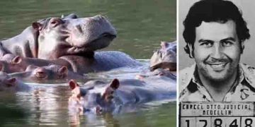 കൊളംബിയയിൽ നിന്ന് ഇന്ത്യയിലേക്ക് ഹിപ്പോപ്പൊട്ടാമസുകൾ? ‘എസ്കോബാറി’ന്റെ ഓമനമൃ​ഗങ്ങളെത്തുക ​ഗുജറാത്തിലേക്ക്