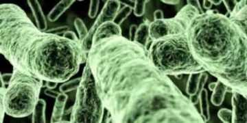 മനുഷ്യ മാംസം കാര്‍ന്ന് തിന്നുന്ന ബാക്ടീരിയയുടെ എണ്ണത്തില്‍ വന്‍ വര്‍ധന; കാരണം കാലാവസ്ഥാ വ്യതിയാനം