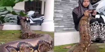 യുവതിയുടെ മടിയിൽ കൂറ്റൻ പെരുമ്പാമ്പ്, വൈറലായി ഭയപ്പെടുത്തുന്ന വീഡിയോ