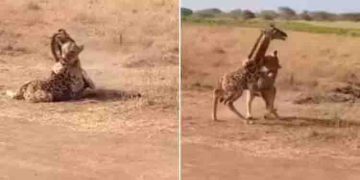 വിടില്ല ഞാൻ; സിംഹത്തിൽ നിന്നും സ്വന്തം കുഞ്ഞിനെ രക്ഷിക്കാൻ ഓടിയെത്തി അമ്മ ജിറാഫ്