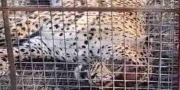 പുള്ളിപ്പുലിയെ കൂട്ടിലാക്കി നാട്ടുകാര്‍, നടപടി വേണമെന്ന് മൃഗസ്നേഹികള്‍