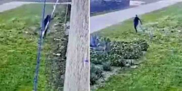 ബെഡ്‍ഷീറ്റ് കൂട്ടിക്കെട്ടി ജയിൽ ചാടുന്ന മാഫിയാ ബോസ്, വൈറലായി വീഡിയോ, ആശങ്കയിൽ ജനങ്ങൾ