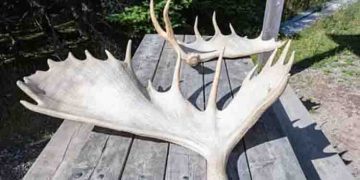 22 മാസം പ്രായമുള്ള മകളെ ശല്യം ചെയ്തുവെന്ന് ആരോപണം, 77കാരനെ കലമാന്‍റെ കൊമ്പ് ഉപയോഗിച്ച് കൊന്ന് യുവാവ്