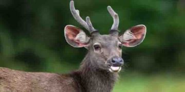 മ്ലാവിനെ വേട്ടയാടി; രണ്ട് പേർ പിടിയിലായി, മൂന്ന് പേർ ഒളിവിൽ