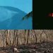 താപനില 40 ഡിഗ്രീക്ക് മുകളിൽ: ചുട്ടുപൊള്ളി പാലക്കാട്. ഭീഷണിയായി കാട്ടുതീ