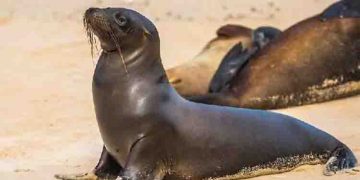 ബീച്ചിലെത്തിയ കുട്ടി കടൽ സിംഹത്തെ കല്ല് പെറുക്കിയെറിഞ്ഞു, ഇപ്പോൾ സ്ഥലം വിടണമെന്ന് ലൈഫ്‍​ഗാർഡ്