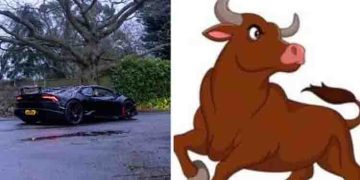 ലോട്ടറിയടിച്ചു കിട്ടിയ കോടികളുടെ കാര്‍ തവിടുപൊടി, പശു ഇടിച്ചതെന്ന് ഉടമ!