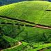 ചുരക്കുളം എസ്റ്റേറ്റിലെ തോട്ടഭൂമി തിരിച്ചു പിടിക്കാനുള്ള നടപടി തുടങ്ങി റവന്യൂ വകുപ്പ്