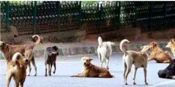 ‘നായയെ വളർത്തുന്നവര്‍ പരിസരവാസികൾക്ക് ബുദ്ധിമുട്ടുണ്ടാക്കരുത്,നഗരസഭയുടെ ലൈസൻസ് വ്യവസ്ഥയില്‍ ഉള്‍പ്പെടുത്തണം’