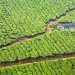 മൂന്നാറിൽ ഭീതിയായി വന്യജീവി ആക്രമണം; ഒരാഴ്ചക്കിടെ 3 പശുക്കൾ ചത്തു; കടുവ അക്രമിച്ചതെന്ന് നാട്ടുകാർ