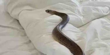 കിടക്കയില്‍ ആറടി നീളമുള്ള വിഷപ്പാമ്പിനെ കണ്ടെത്തി യുവതി…