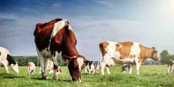 നടക്കാനിറങ്ങിയ 63കാരനെ പശു ആക്രമിച്ചു, രക്ഷകനായി നായ; ഫാം ഉടമയ്ക്ക് വന്‍തുക പിഴ