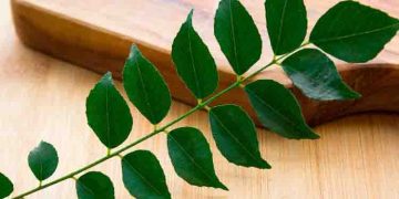 അറിയാം കറിവേപ്പിലയുടെ ആരോഗ്യഗുണങ്ങളെ കുറിച്ച്…