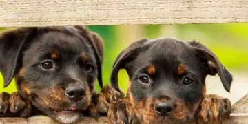 ഒരു വീട്ടിൽ ചത്ത നിലയിൽ ആയിരത്തിലധികം നായ്‍ക്കൾ, പട്ടിണിക്കിട്ട് കൊന്നു? സംഭവം ദക്ഷിണ കൊറിയയിൽ