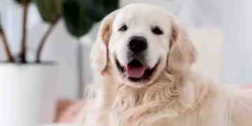 നായയുടെ ജീവൻ രക്ഷിച്ച് ചാറ്റ് ജിപിടി ; ട്വിറ്ററിൽ രക്ഷക പരിവേഷം