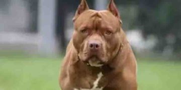 ഉടമസ്ഥന്‍റെ അഭാവത്തില്‍ വീട്ടുജോലിക്കെത്തിയ യുവാവിനെ കടിച്ചുകീറി വളര്‍ത്തുനായ്ക്കള്‍