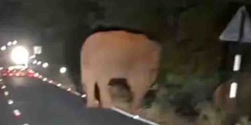 സിങ്കുകണ്ടത്ത് വീണ്ടും കാട്ടാന ആക്രമണം, രണ്ട് പേർക്ക് പരിക്ക്; അട്ടപ്പാടിയിൽ ജീപ്പ് കീഴ്മേൽ മറിച്ചിട്ടു