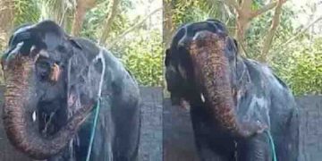 എന്തൊരു ചൂടാണ്, ഒന്ന് കുളിച്ചേക്കാം; വൈറലായി ആന സ്വയം കുളിക്കുന്ന വീഡിയോ