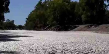 ചത്തുപൊന്തിയ നിലയിൽ ദശലക്ഷക്കണക്കിന് മത്സ്യങ്ങൾ, വെള്ളം പോലും കാണുന്നില്ല, ഭയാനകമായ കാഴ്ച