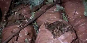 ഇരിങ്ങാലക്കുടയിൽ വൻ കഞ്ചാവ് വേട്ട, കണ്ടെത്തിയത് 70 കിലോയോളം കഞ്ചാവ്