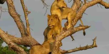 മരം കയറുന്ന സിംഹക്കൂട്ടത്തെ കണ്ടിട്ടുണ്ടോ? വൈറലായി വീഡിയോ…